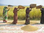 Cuatro mujeres banglades&iacute;es procesan el arroz que acaban de recoger de los campos.