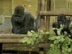 Gorilas en el Parque de la Naturaleza de Cab&aacute;rceno (Cantabria)
