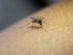 Los mosquitos aumentan su actividad en esta &eacute;poca.