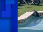 Una mujer pilla un cocodrilo en su piscina.