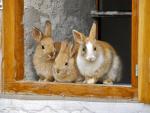 Un grupo de conejos dom&eacute;sticos.