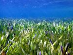 La planta m&aacute;s grande del mundo -un organismo marino de unos 200 kil&oacute;metros cuadrados.