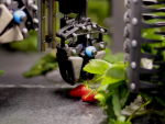 Este robot recolecta las mismas fresas que seis recolectores humanos.