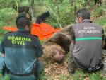 Un guardia civil y un agente medioambiental, junto al cad&aacute;ver de oso macho hallado en la Monta&ntilde;a Palentina.