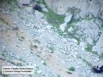 Accidente de dos osos que se despe&ntilde;aron en la Monta&ntilde;a Palentina