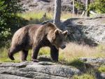 El oso pardo es uno de los animales m&aacute;s amenazados en Espa&ntilde;