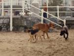 Perros en la playa de San Lorenzo, Gij&oacute;n