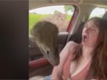 Entre la risa, el p&aacute;nico y el llanto: la reacci&oacute;n viral de una joven cuando un avestruz se cuela en su coche