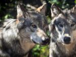 Imagen de archivo de una pareja de lobos.