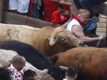 Un mozo es alcanzado por uno de los toros de la ganader&iacute;a gaditana N&uacute;&ntilde;ez del Cuvillo a su llegada a la curva de la calle Estafeta, durante el primer encierro de los Sanfermines 2022.