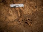 Los restos humanos en el momento de ser encontrados en el yacimiento de la Sima del Elefante.