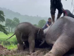 Un beb&eacute; elefante y su madre fueron rescatados este mi&eacute;rcoles en los alrededores de un parque nacional de Tailandia tras desplomarse por una brecha de dos metros de profundidad, informaron a EFE fuentes veterinarias.
