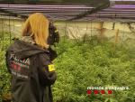 Plantas de marihuana intervenidas en el operativo.