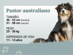 Pastor australiano tricolor.