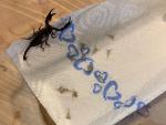 Escorpiones encontrados en una maleta tras un vuelo de Croacia a Austria.