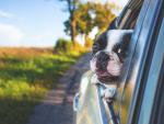Una mascota segura y relajada es sin&oacute;nimo de un viaje en coche tranquilo.