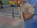 Los Bomberos de Sevilla rescatan a un gato de un incendio y lo reaniman mediante una RCP
