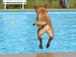 Un perro lanz&aacute;ndose a una piscina persiguiendo una pelota.