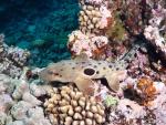 epaulette shark, Hemiscyllium ocellatum, Far Northern Reefs, Great Barrier Reef, Queensland, Australia, Coral Sea, South Pacific Ocean