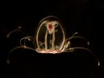 La medusa inmortal (Turritopsis dohrnii).