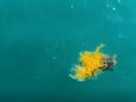 Rescatada una tortuga marina atrapada en una red de pesca gracias a la intervenci&oacute;n de un dron de la Generalitat