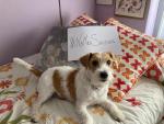 Un perro junto al cartel #NoM&aacute;sSuicidios.