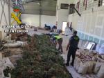 Detenidos tres vecinos de Mos (Pontevedra) tras la desmantelaci&oacute;n de una plantaci&oacute;n de marihuana con m&aacute;s de 680 plantas