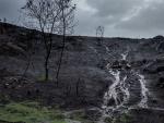 La lluvia despu&eacute;s de los incendios provoca el 'chapapote de monte', alerta Greenpeace.