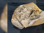 Fósil del pez en el que los investigadores descubrieron un corazón y otros órganos de hace 380 millones de años.
