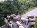 Una manada de elefantes salvajes deambula una semana tras salirse de la selva en Tailandia