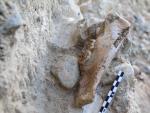 La mand&iacute;bula de tigre de dientes de sable recuperada en el yacimiento del Barranc de la Boella de La Canonja.