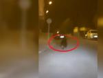 Un taxista alerta de la presencia de un oso por las calles de Ponferrada