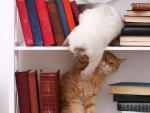 Dos gatos subidos en lo alto de una biblioteca