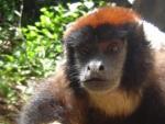 Un ejemplar de mono toc&oacute;n de Aquino, la nueva especie descubierta en la selva amaz&oacute;nica peruana.