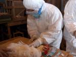 Trabajadores sanitarios recogen muestras de sangre de pollos en una granja en cuarentena en la prefectura de Miyazaki, Jap&oacute;n, el 17 de enero de 2007, tras detectar una cepa de gripe aviar en una granja.