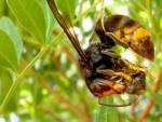 Una avispa asi&aacute;tica atacando a una abeja aut&oacute;ctona