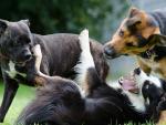 Tres perros juegan, con uno boca arriba como t&aacute;ctica defensiva.