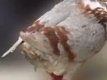 Imagen de una paloma afectada por el virus.