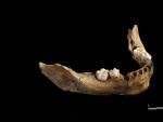 Mandíbula humana de hace 15.000 años.