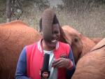 El elefante beb&eacute;, jugando con el reportero Alvin Kaunda, de la KBC Channel 1.