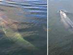El delfín "Manoliño", herido por un arpón a finales del pasado mes.