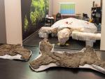 El caparazón fósil de la mayor tortuga marina hallada en Europa, encontrado en el Pirineo de Lleida, junto con una maqueta de la tortuga a tamaño real.