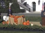 Biden indulta a los pavos Chocolate y Chip por Acción de Gracias y bromea sobre las elecciones.