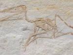 Pterodactylus antiquus, DMA-JP-2014/004, del Jur&aacute;sico Superior (Kimmeridgian) Formaci&oacute;n Torleite de Painten; fotograf&iacute;a general. Agust&iacute;n Et Al.