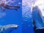 Un grupo de buceadores vive un espectacular encuentro con una gigantesca ballena