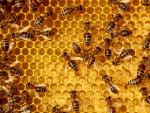 El propóleo es un subproducto fabricado por las abejas