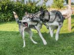 Dos perros jugando en un instante que puede desembocar en un conflicto.