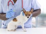 Un perro recibiendo una vacuna.