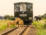 Elephant Express, Zimbabue
