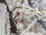 Iglús de hielo producidos alrededor de flor de cerezo